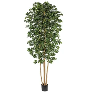 10' Silk Black Olive Tree w/Pot -Green