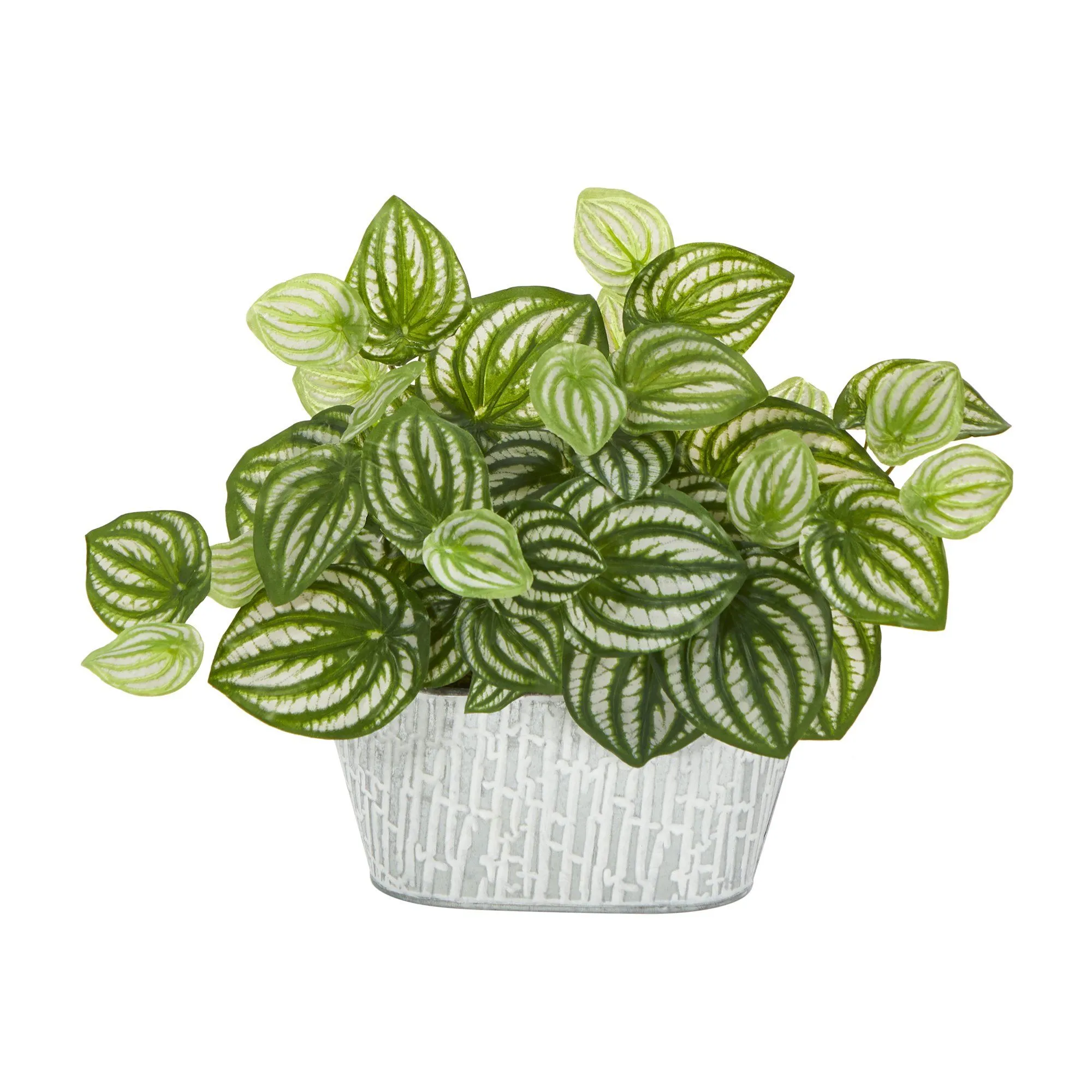 15” Watermelon Peperomia Artificial Plant in White Tin Planter (Real Touch)