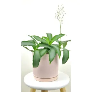 150 mm Soft Pink Ceramic Pot & Plate