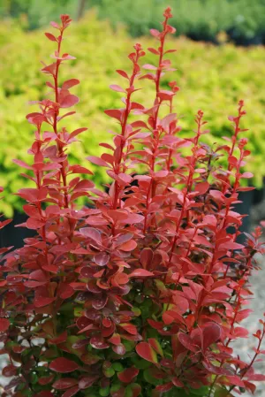 #1s barberry orange rocket