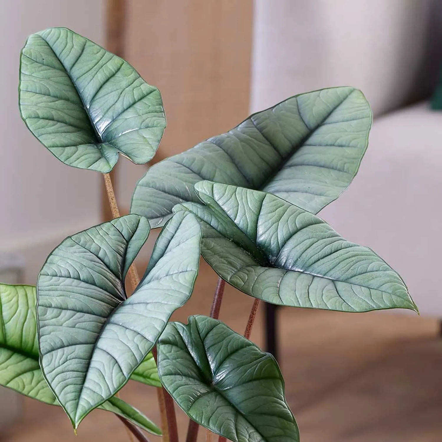 20 - 40cm Alocasia Platinum Elephant Ear 10.5cm Pot House Plant