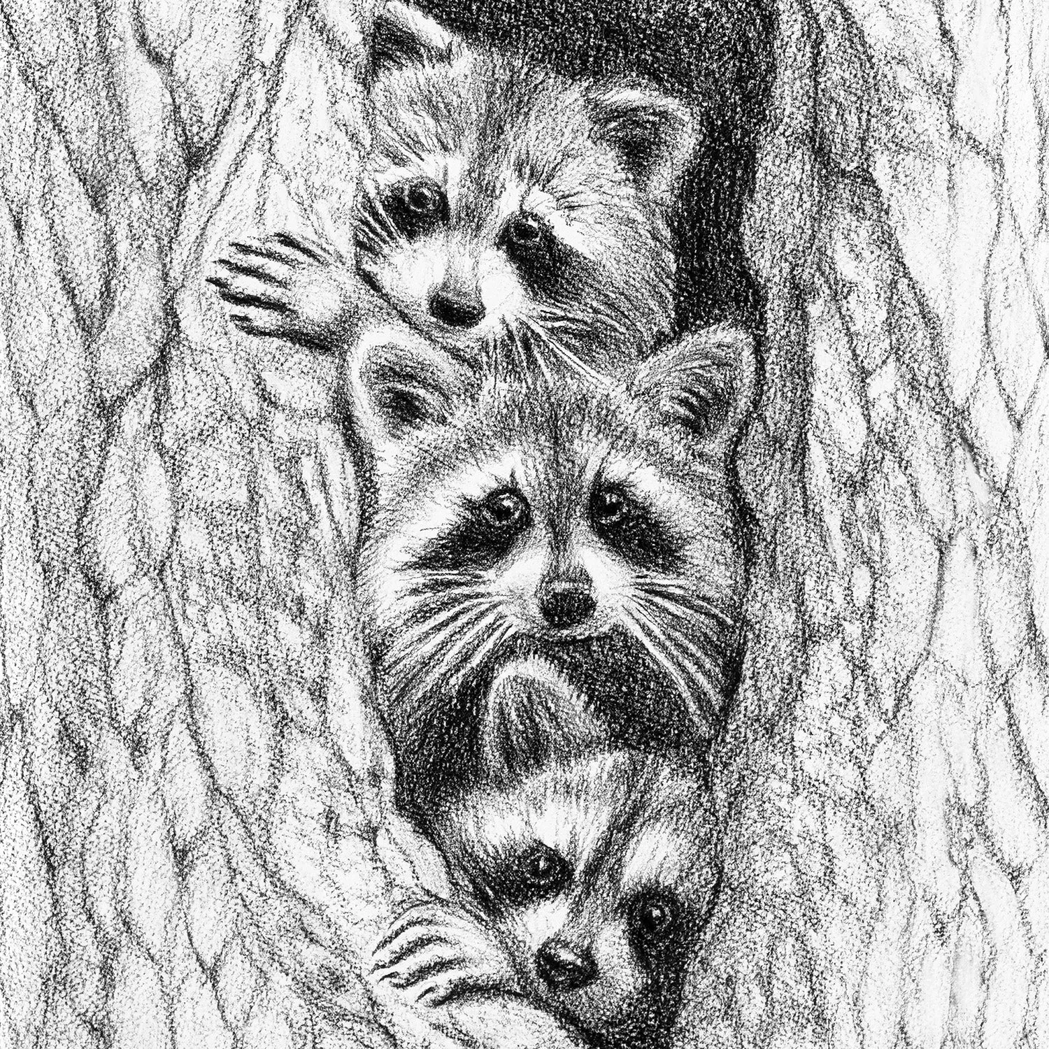 3 Raccoons in a tree - greeting card