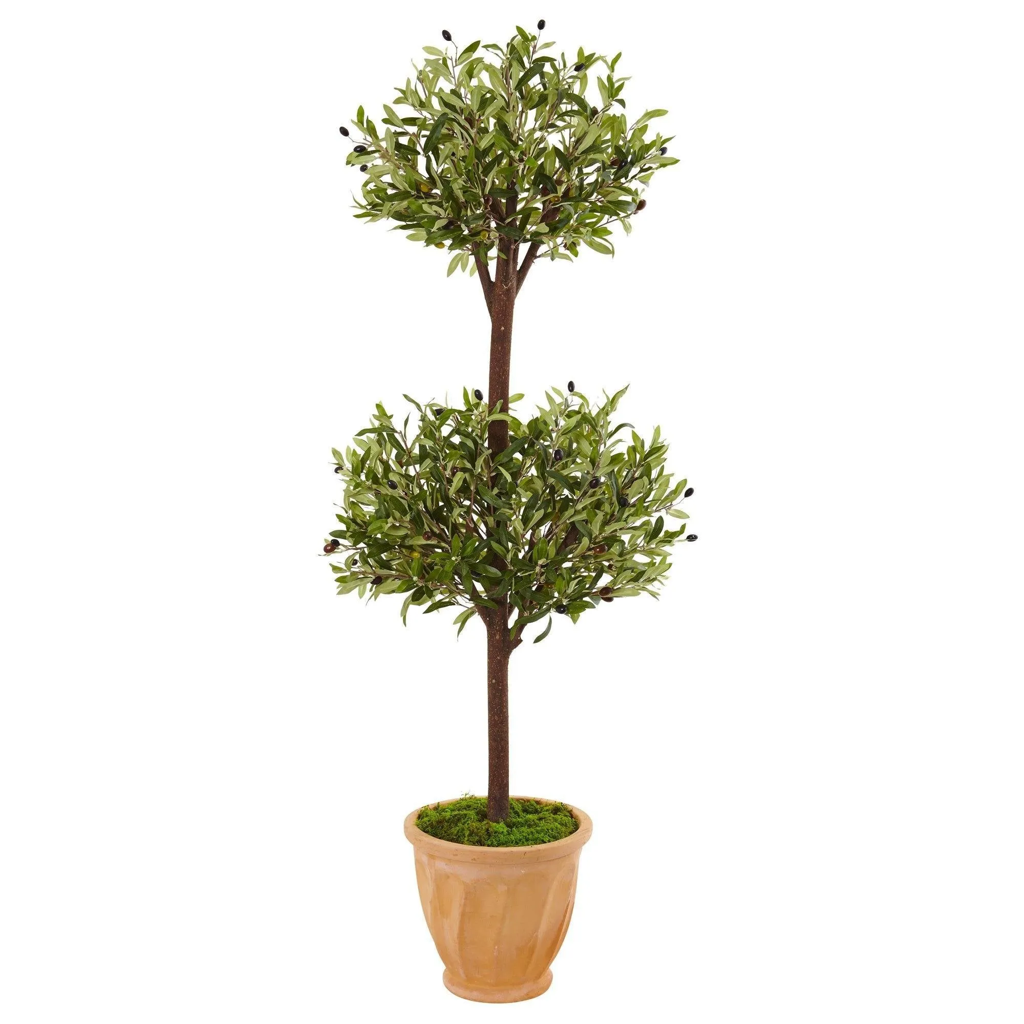 4.5’ Olive Topiary Tree in Terracotta Pot