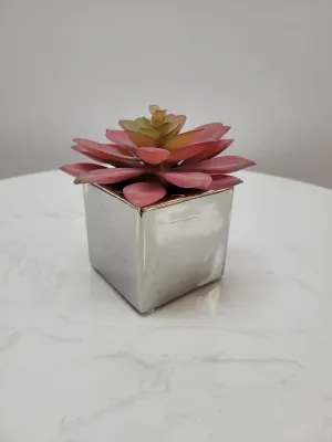 4.75" Succulent in Silver Pot - Cacti Collection