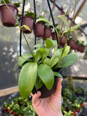 4" Hoya merrillii hanging basket