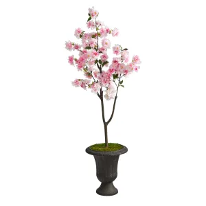 5’ Cherry Blossom Tree in Charcoal Urn