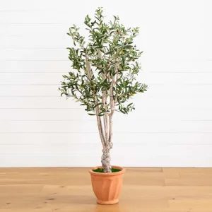 5’ Olive Tree in Terracotta Planter