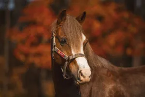 5/A Baker® Breakaway Halter with Full Leather Crown 1"