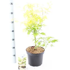 5x Acer Palmatum Orange Dream 19cm Pot 40cm Shrub Plant