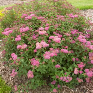 #6 spirea superstar