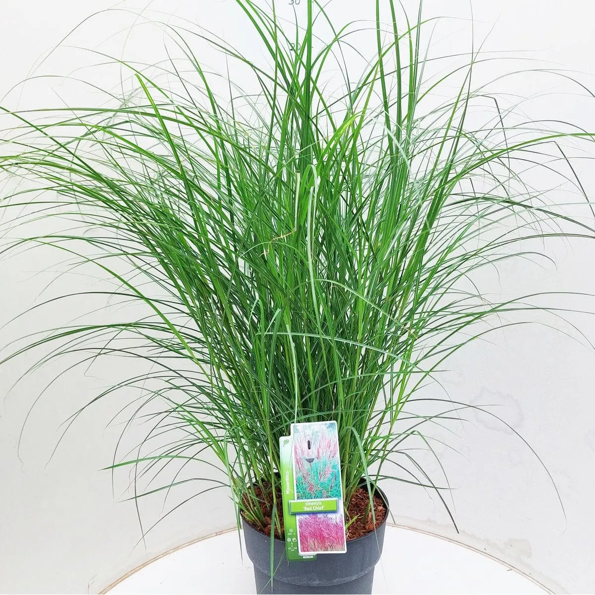 6x Miscanthus sin. Red Chief 17cm Pot 35cm Shrub Plant