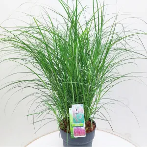 6x Miscanthus sin. Red Chief 17cm Pot 35cm Shrub Plant