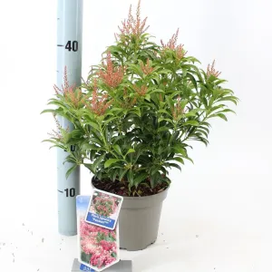 6x Pieris japonica Passion 17cm Pot 30cm Shrub Plant