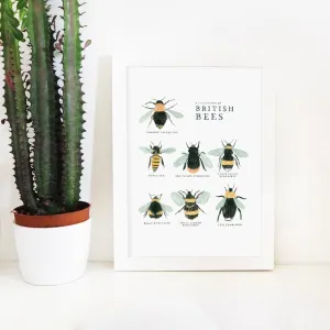 A Collection of British Bees Print