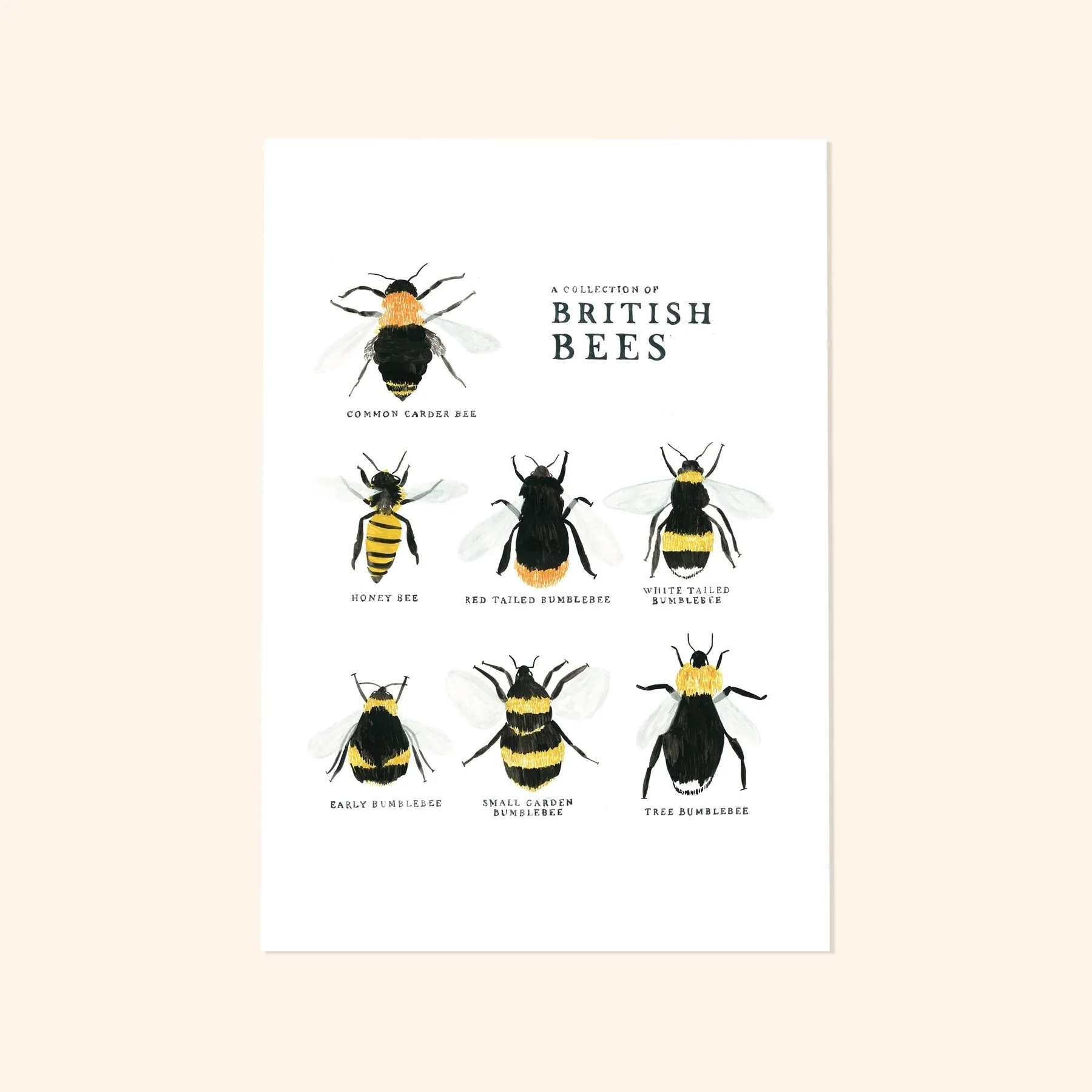 A Collection of British Bees Print