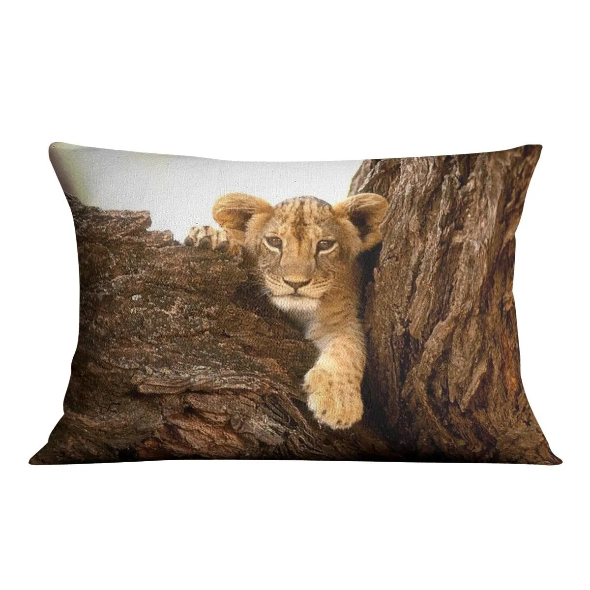 A little tiger cub look out for rocks Cushion