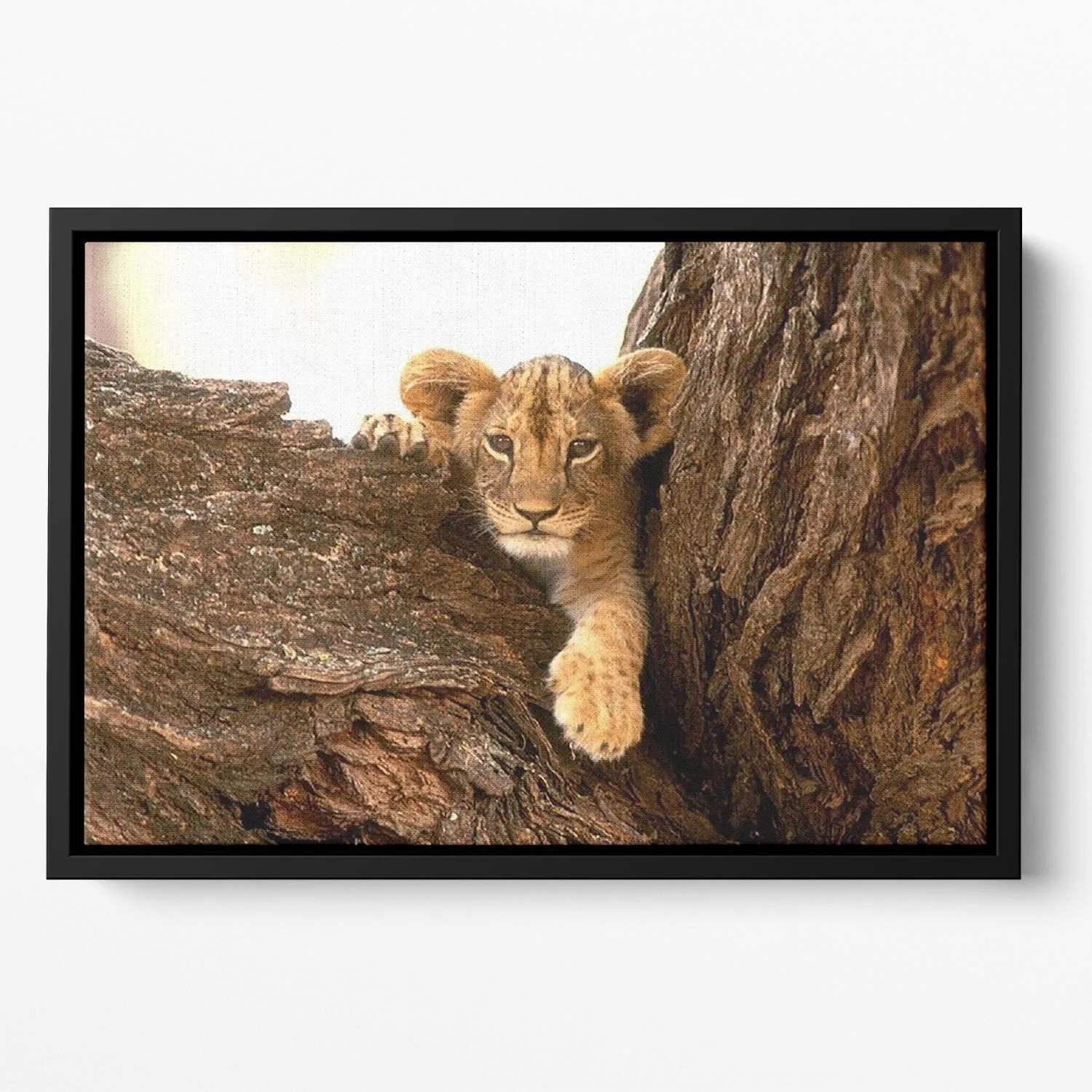 A little tiger cub look out for rocks Floating Framed Canvas