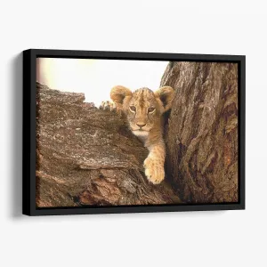 A little tiger cub look out for rocks Floating Framed Canvas