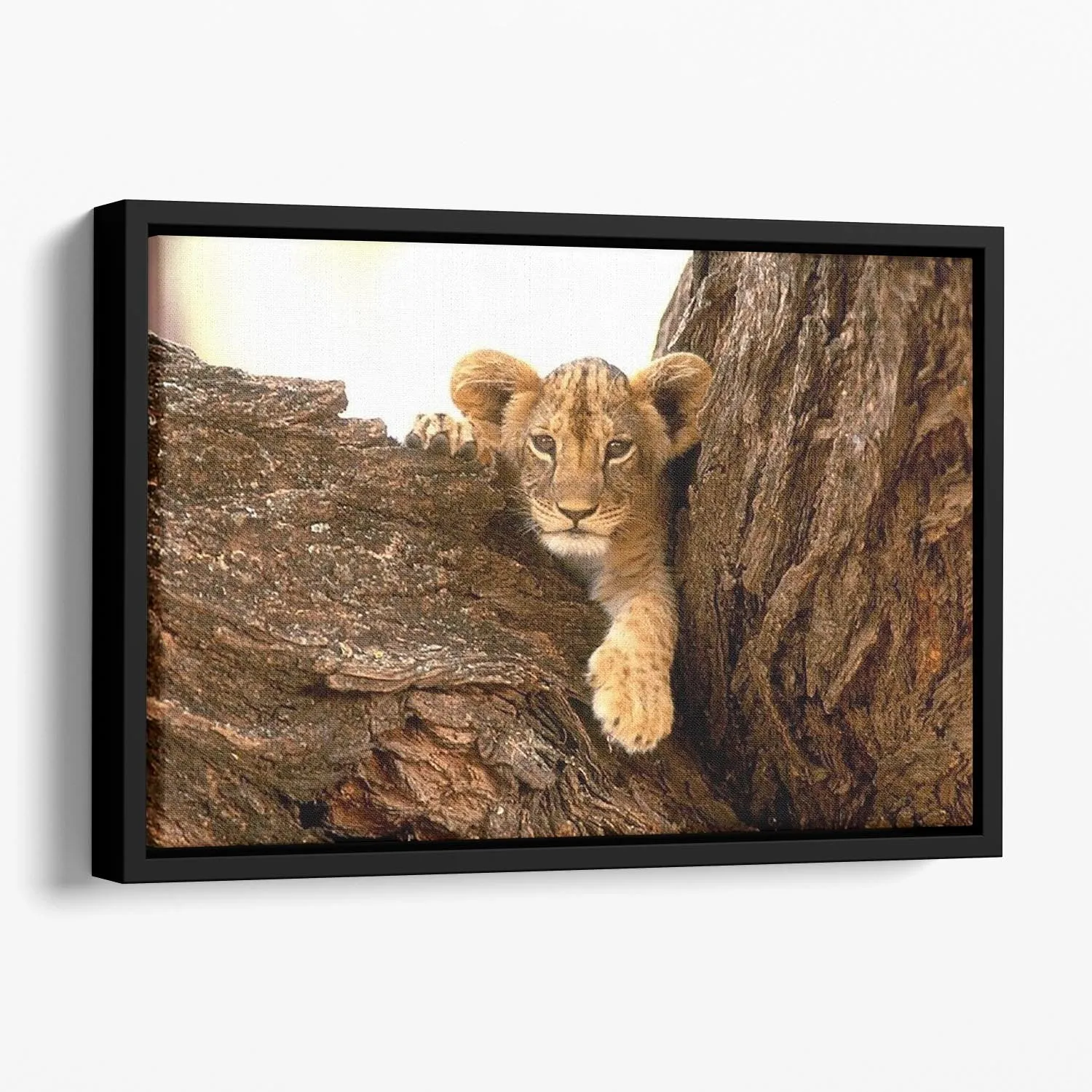 A little tiger cub look out for rocks Floating Framed Canvas