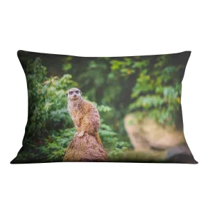 A Meerkats full attention Cushion