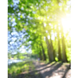 A Stroll in the Park Bokeh Printed Backdrop