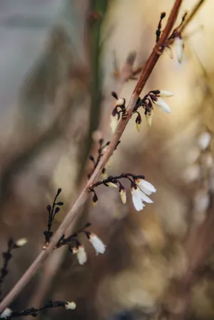 Abeliophyllum distichum