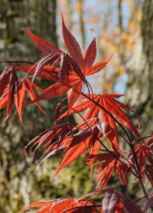 Acer palmatum Bloodgood 3L