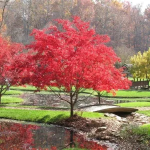 Acer Palmatum Japanese Maple ‘Beni Maiko’ 1M Height