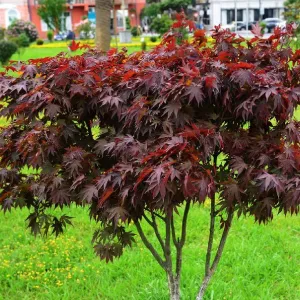 Acer Palmatum Japanese Maple Bloodgood 1.25M Height