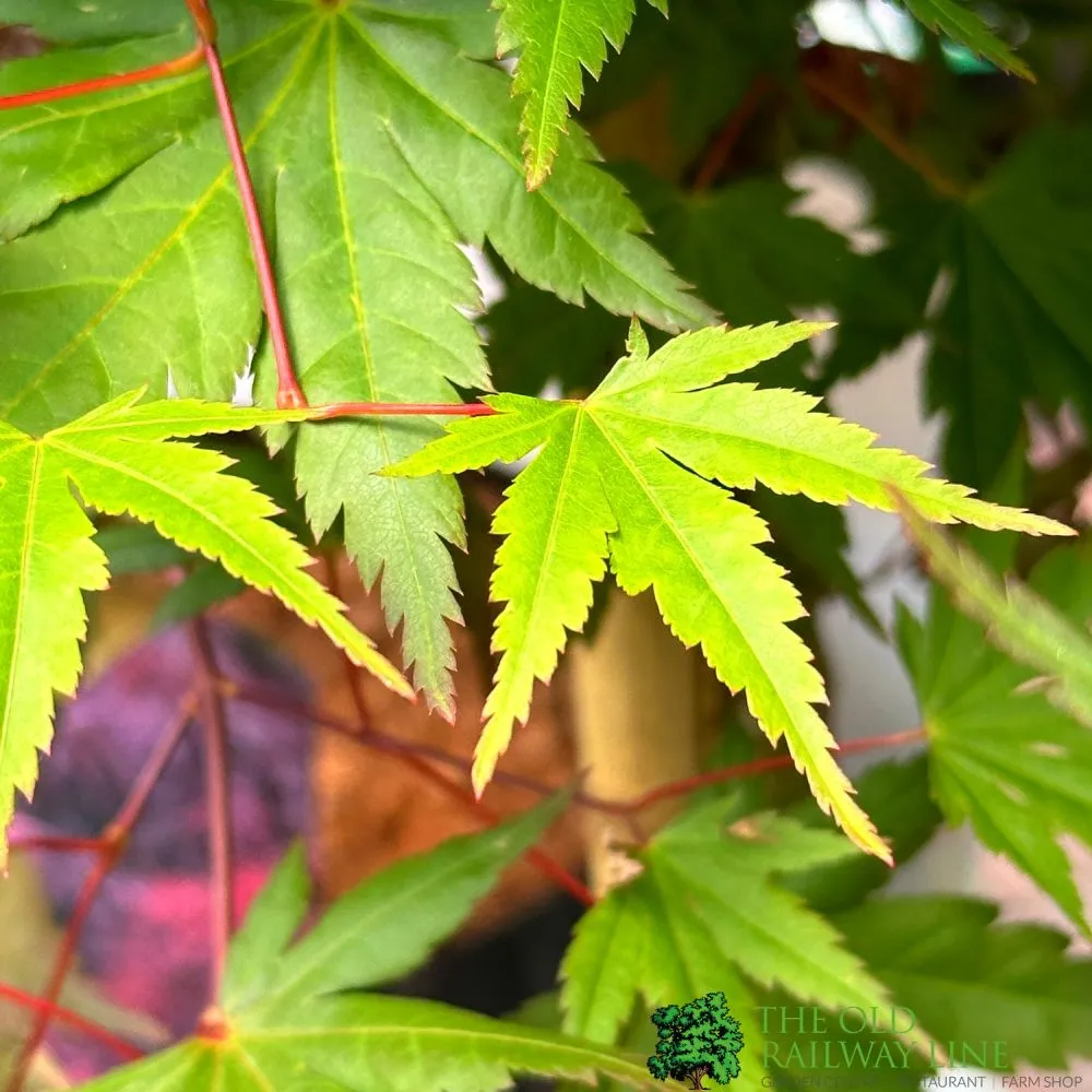 Acer Palmatum 'Limelight' Standard 1.5m Tall