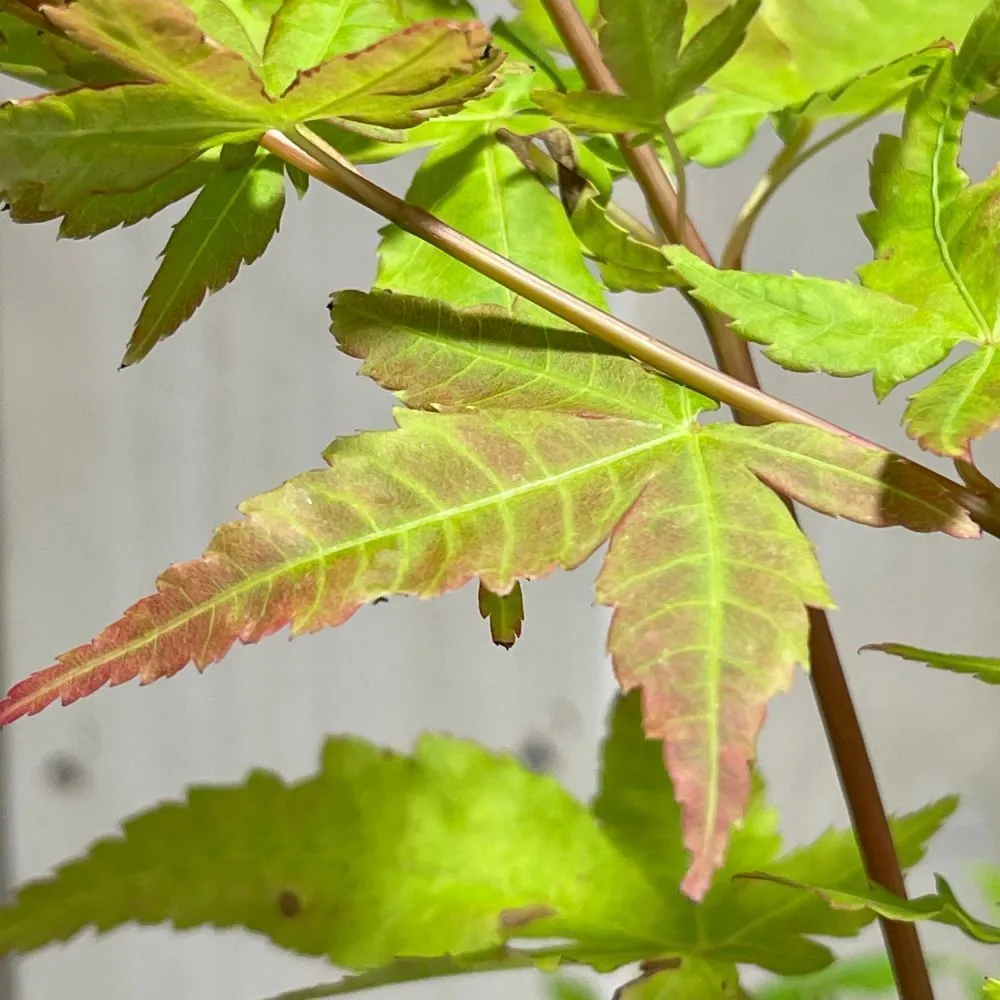 Acer palmatum 'Sango Kaku' Japanese Maple Tree 50cm Tall (NL)