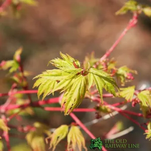 Acer palmatum 'Sango Kaku' Japanese Maple Tree 50cm Tall (NL)