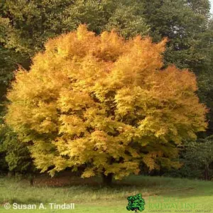 Acer Palmatum 'Sango Kaku' Tree 80cm Tall (NL)