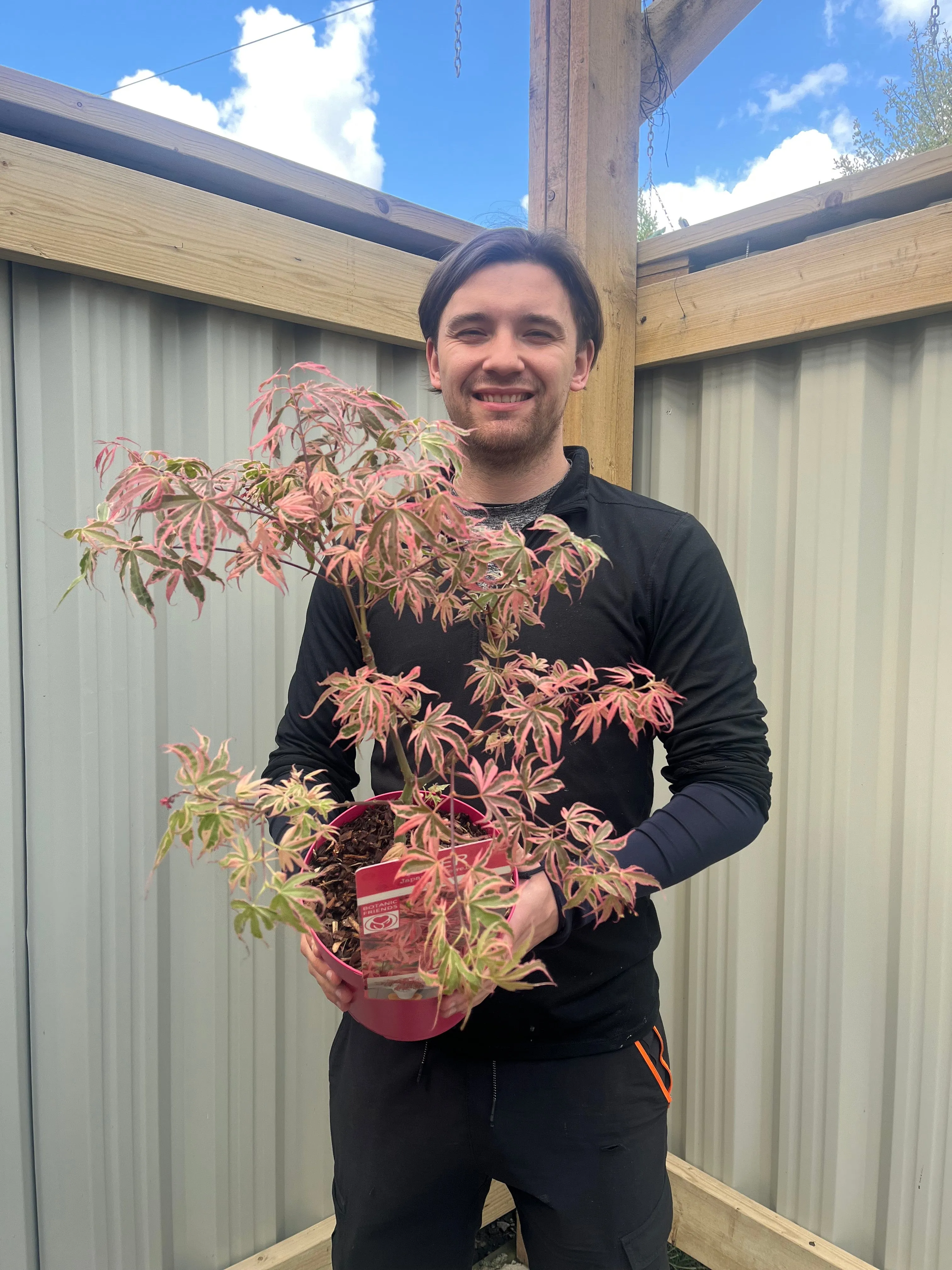 Acer palmatum 'Shirazz' 3L