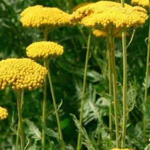 Achillea 'Coronation Gold'