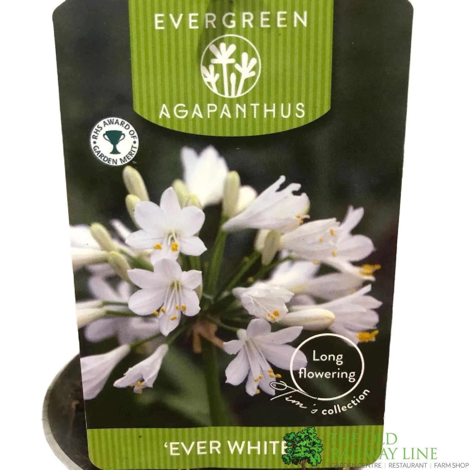 Agapanthus 'Ever White' 2Ltr Pot