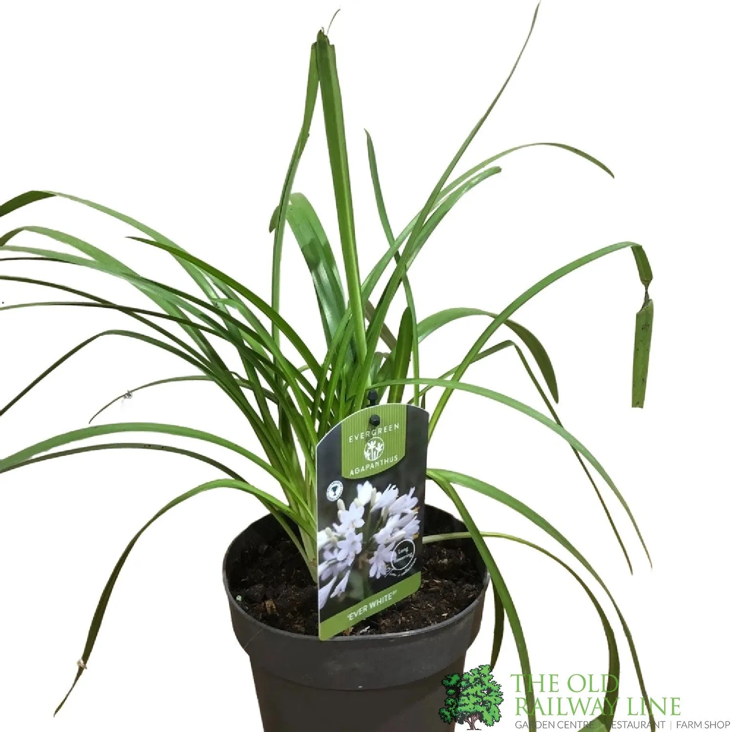 Agapanthus 'Ever White' 2Ltr Pot