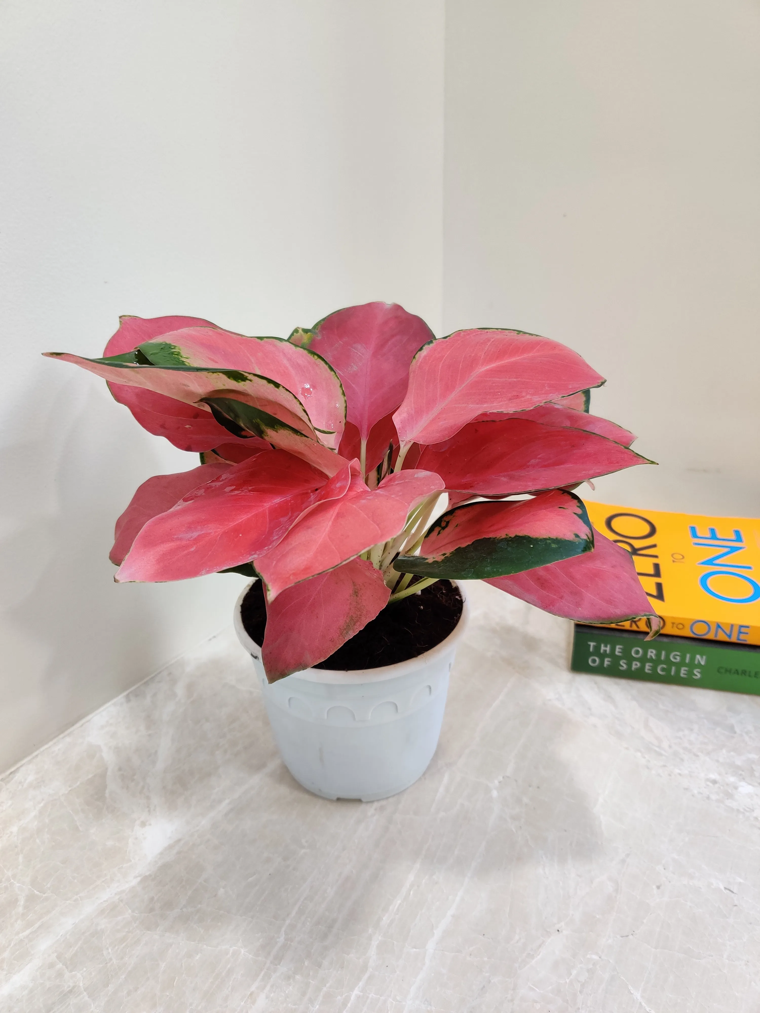 Aglaonema China Red: Lush Exotic Indoor Plant for Your Space