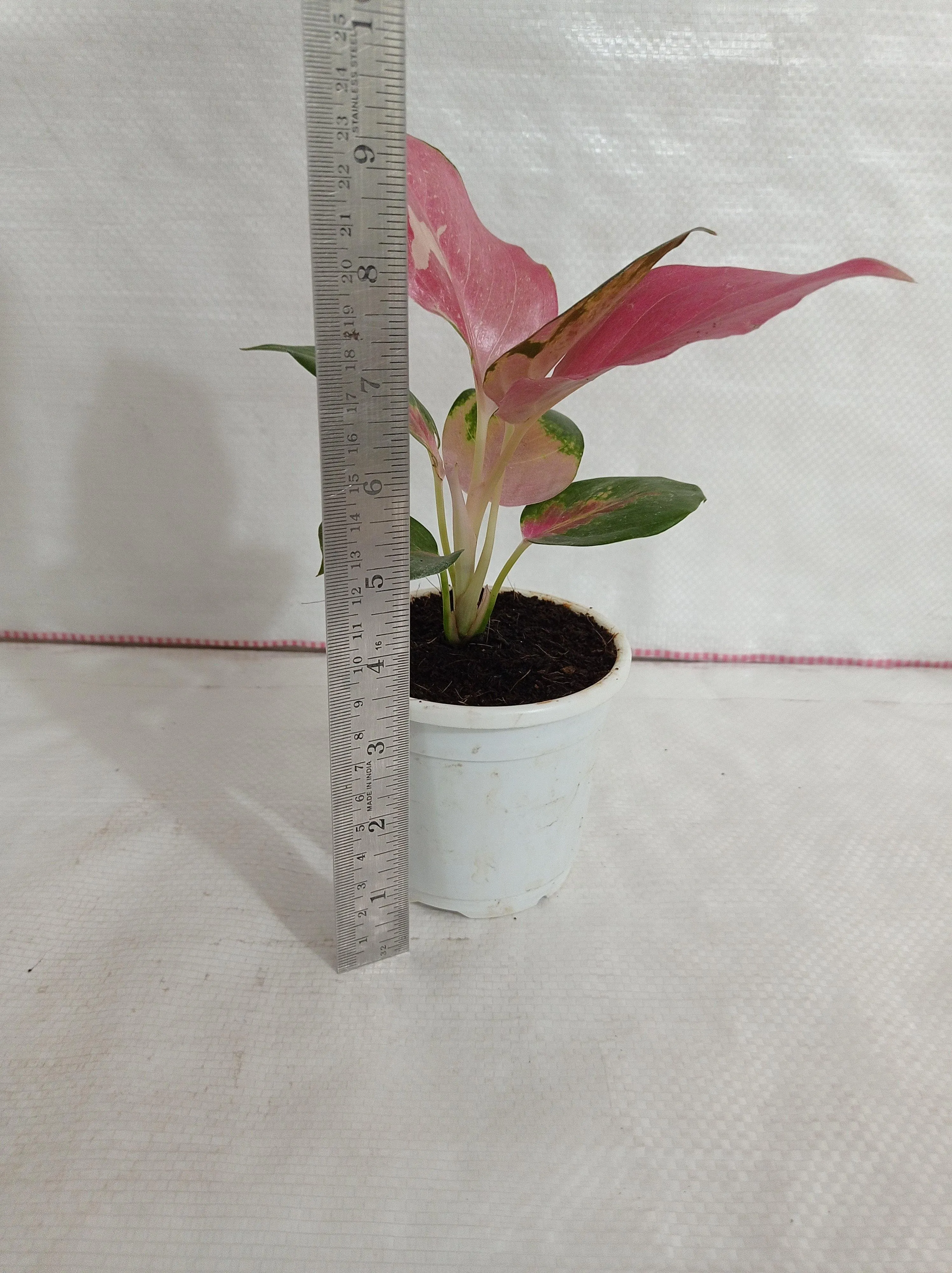 Aglaonema China Red: Lush Exotic Indoor Plant for Your Space