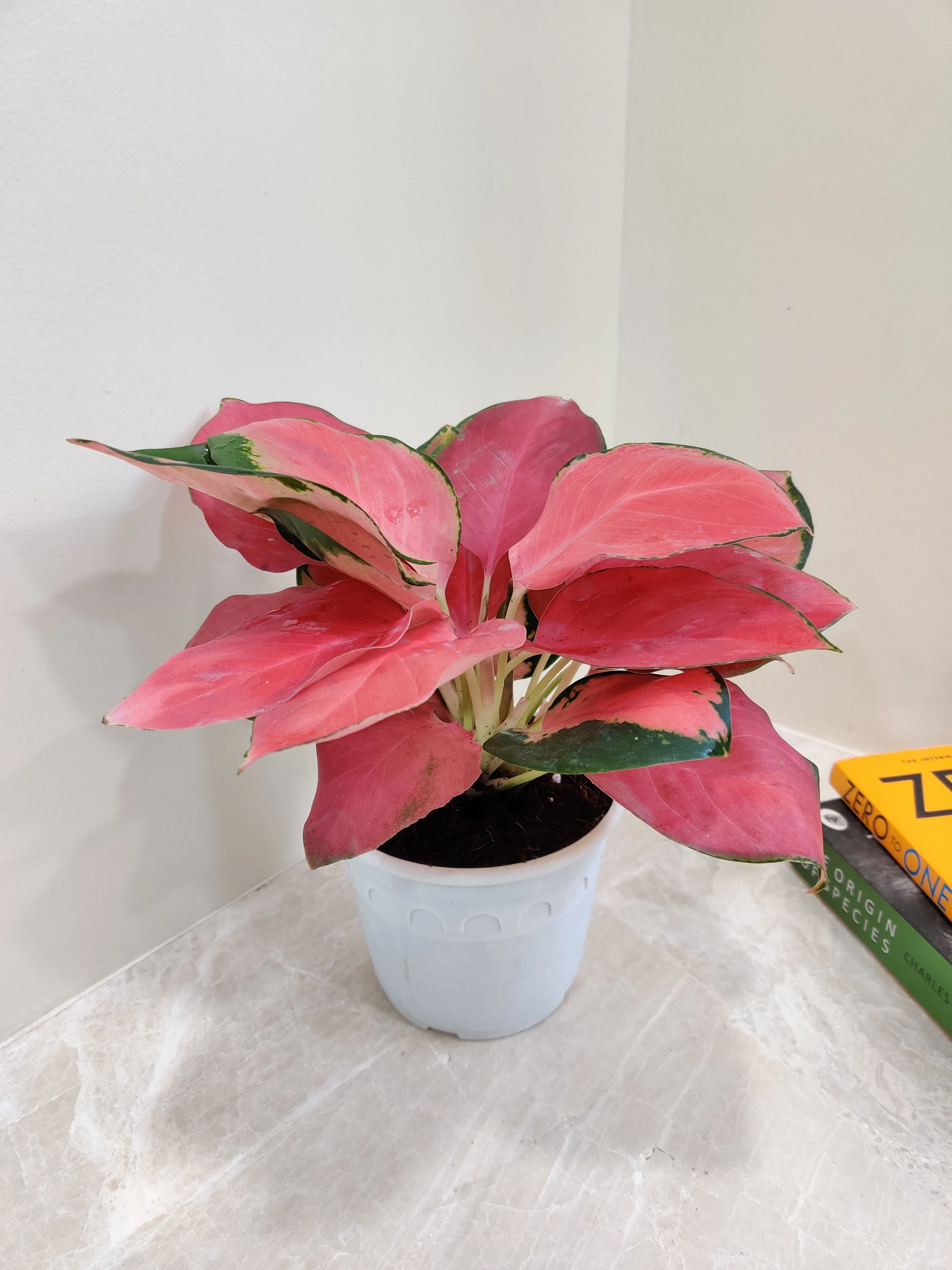 Aglaonema China Red: Lush Exotic Indoor Plant for Your Space