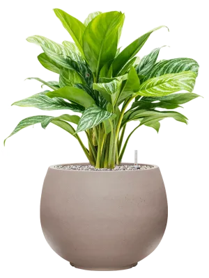 Aglaonema 'Stripes' in Rotunda Urban Office Plant With Pot 75cm Height 30.5cm Dia