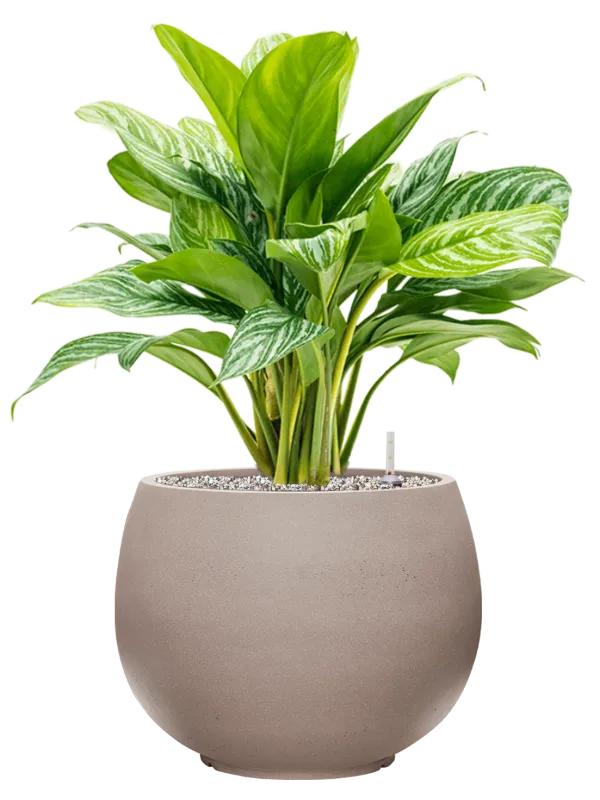 Aglaonema 'Stripes' in Rotunda Urban Office Plant With Pot 75cm Height 30.5cm Dia