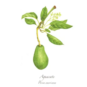 Aguacate Print