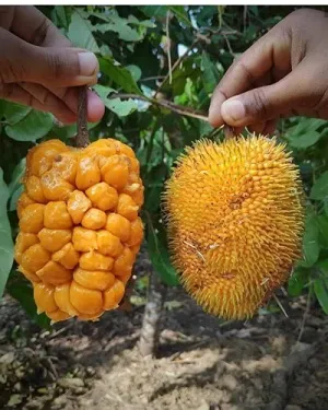 Aiden Gardens Rare Wild Jackfruit Plant Artocarpus hirsutus, Aini-maram 1 Healthy Live Plant