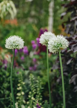 Allium Mount Everest