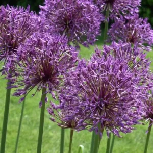 Allium 'Purple Rain'