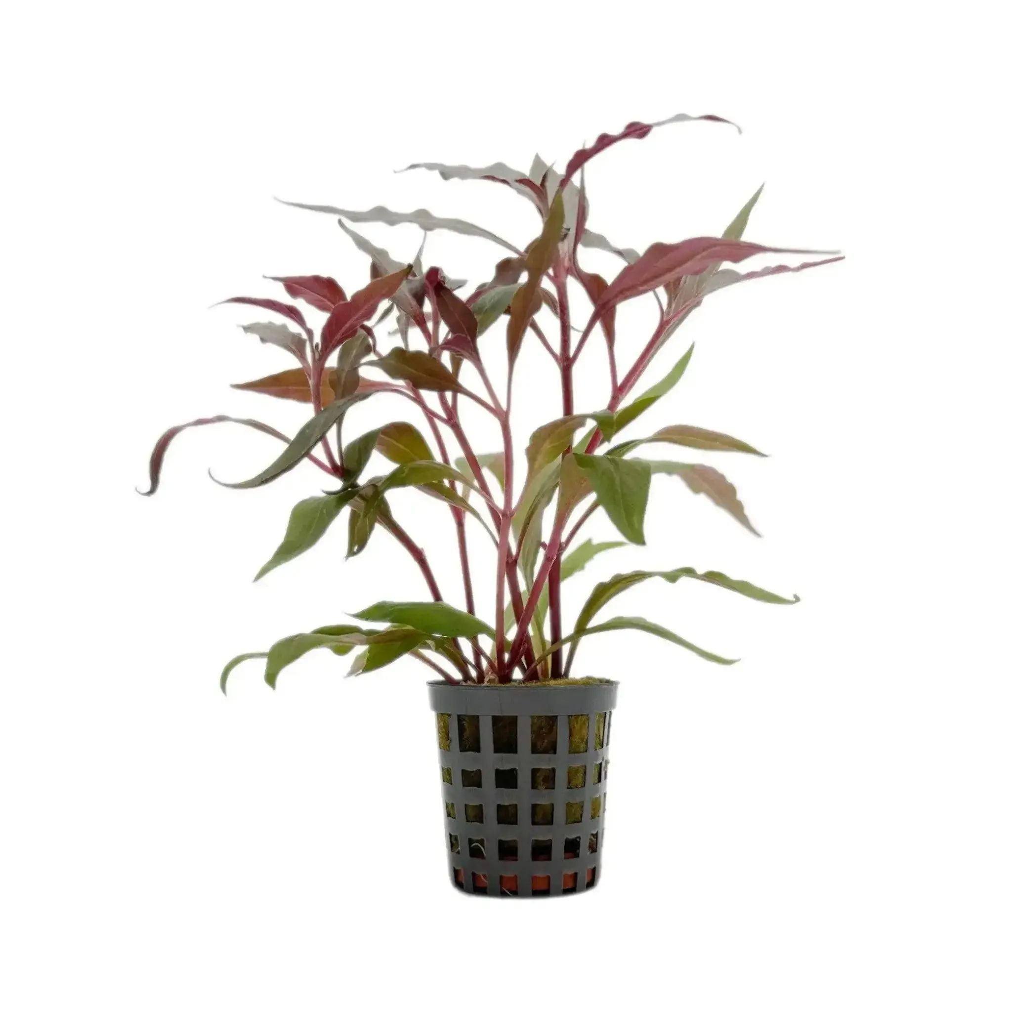 Alternanthera cardinalis