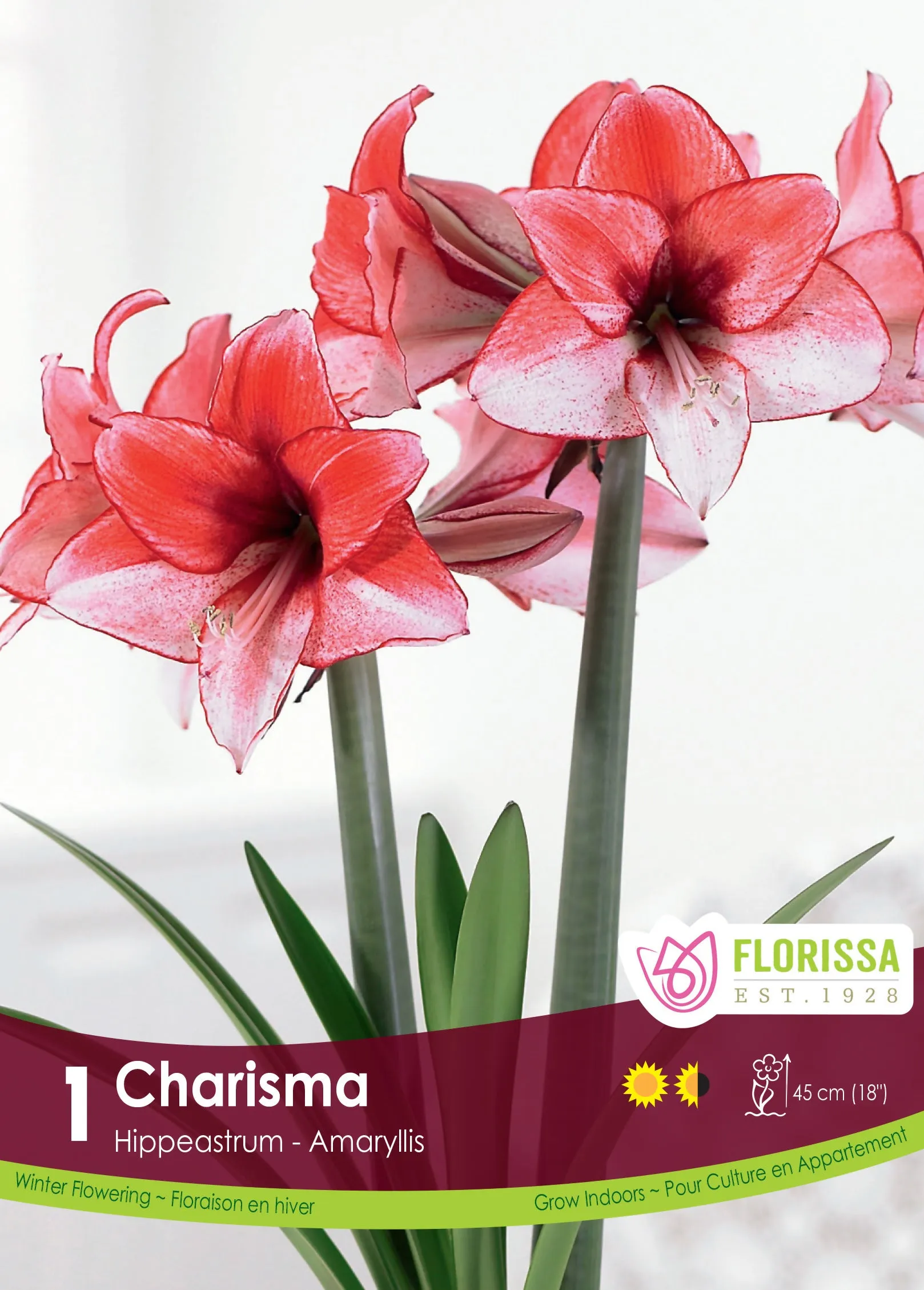 Amaryllis Charisma