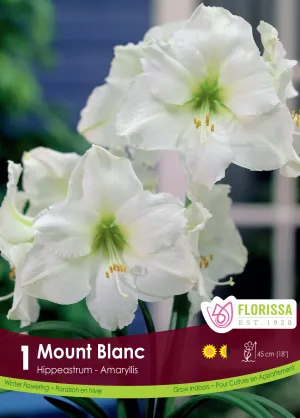 Amaryllis Mount Blanc