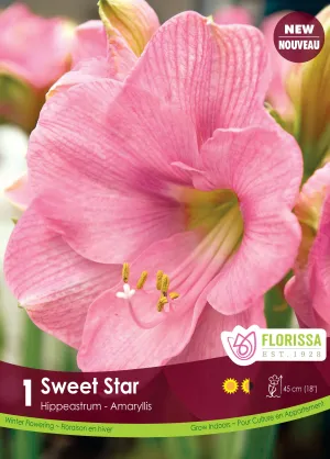 Amaryllis Sweet Star